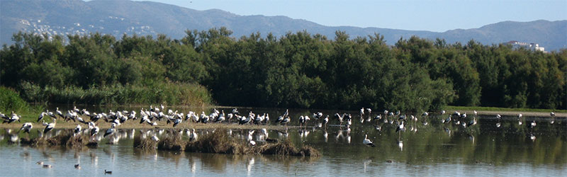 Aiguamolls de l’Empordà Natural Park