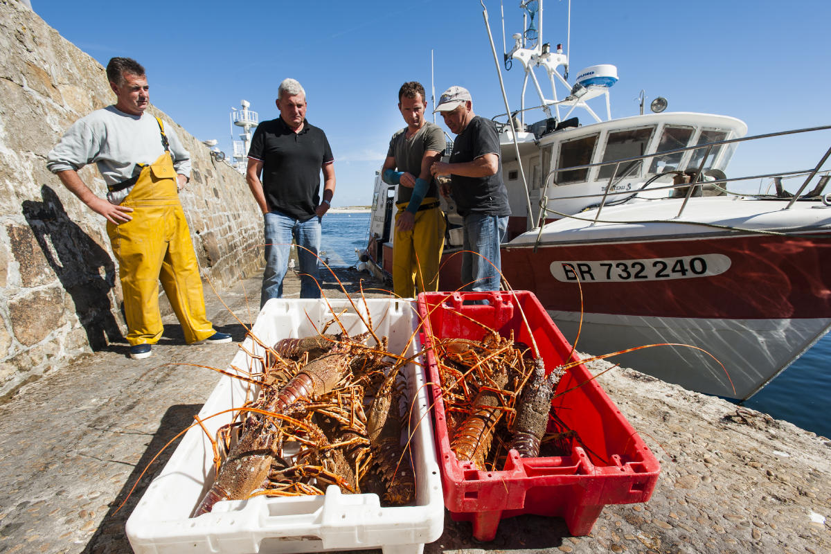 fresh-crayfish-in-Molene-island