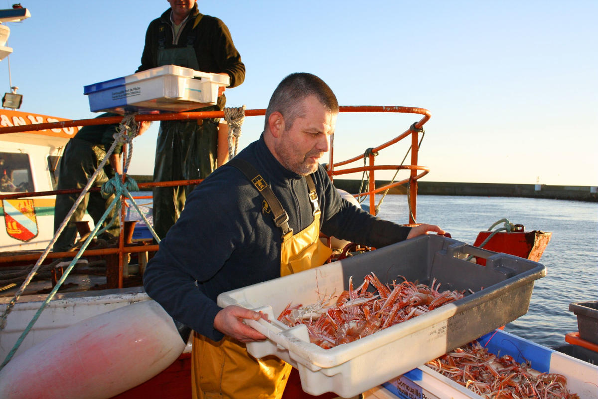 fresh-langoustines-in-Guilvinec