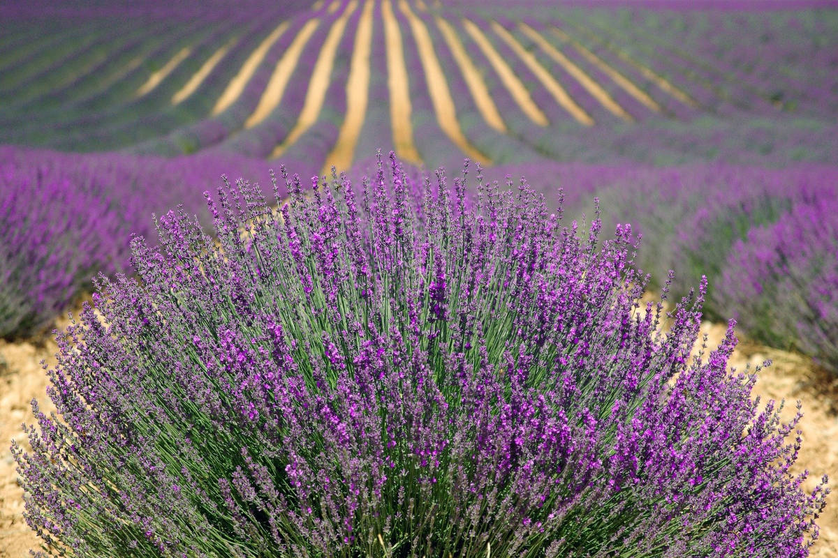 Provence Riviera